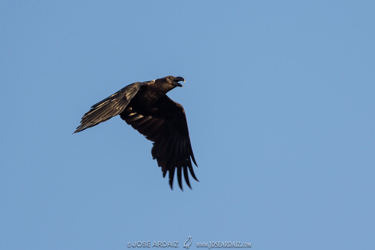 White-necked Raven - ML317280051