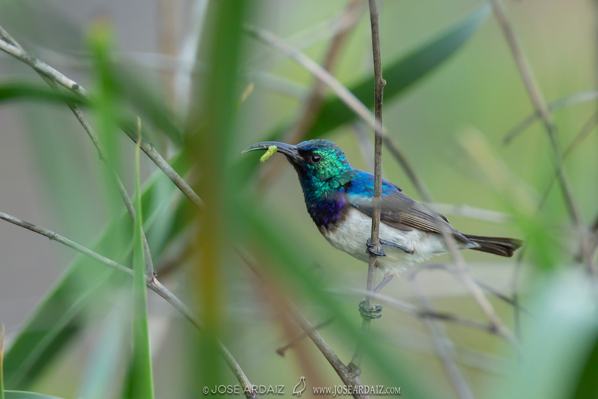 Weißbauch-Nektarvogel - ML317280151