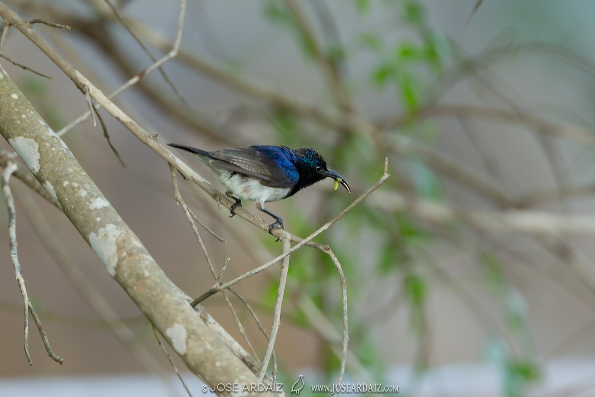 White-breasted Sunbird - José Ardaiz Ganuza