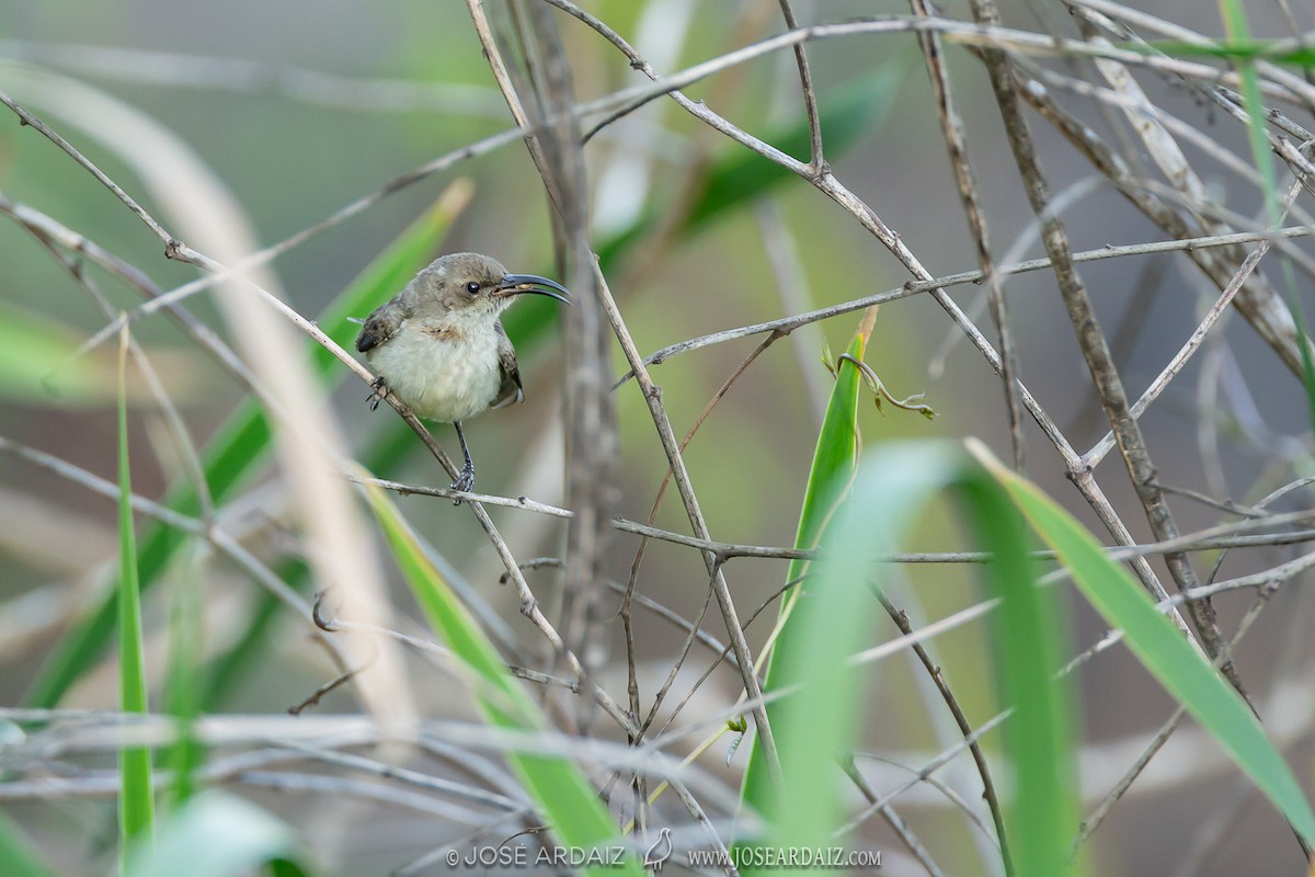 White-breasted Sunbird - José Ardaiz Ganuza