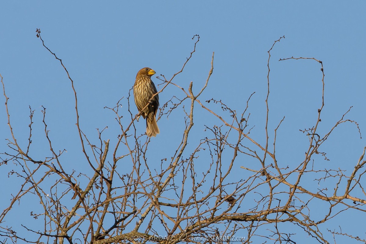 Grosbeak Weaver - ML317280311