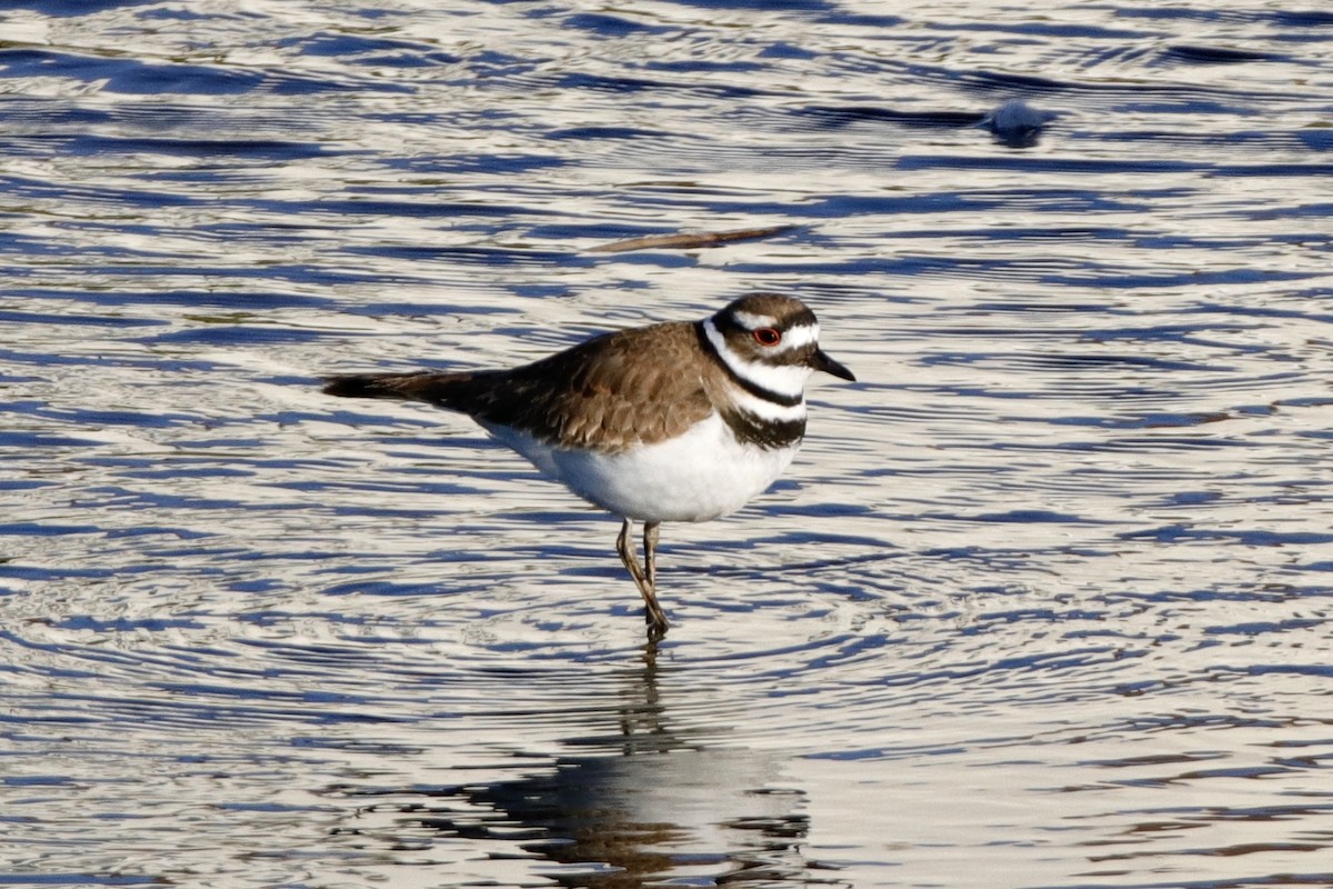 Killdeer - ML317282971