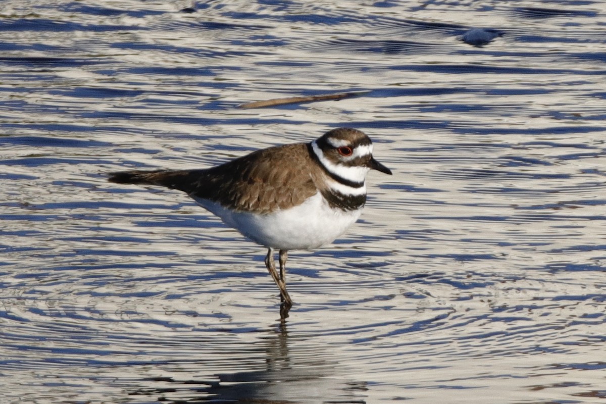 Killdeer - ML317282981
