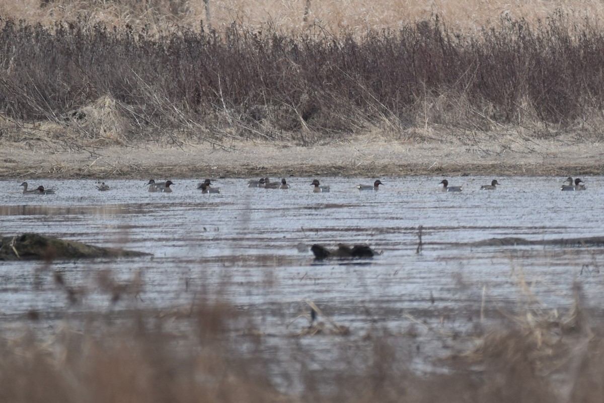 Green-winged Teal - ML317284691