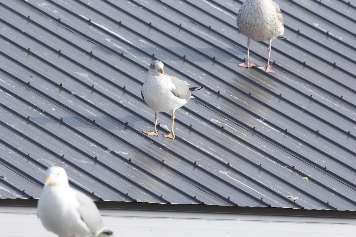 Herring x Lesser Black-backed Gull (hybrid) - ML317286721