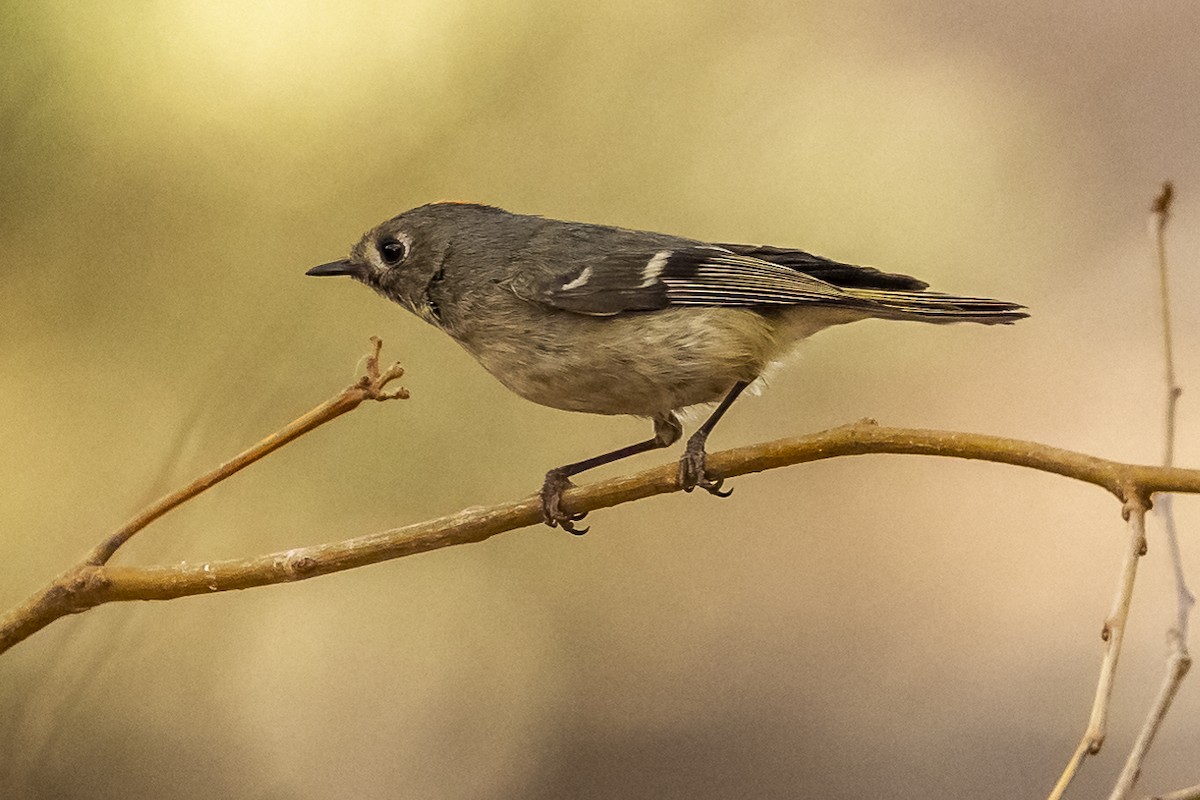 Ruby-crowned Kinglet - ML317287481