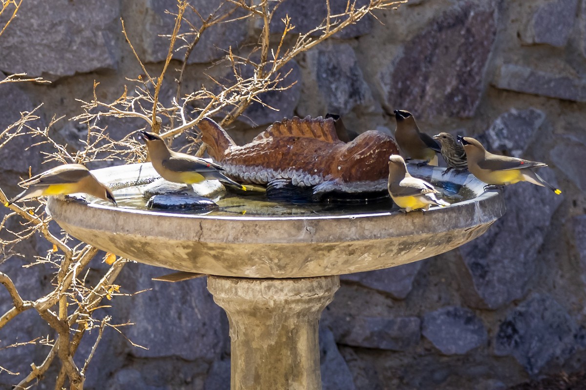 Cedar Waxwing - ML317287651