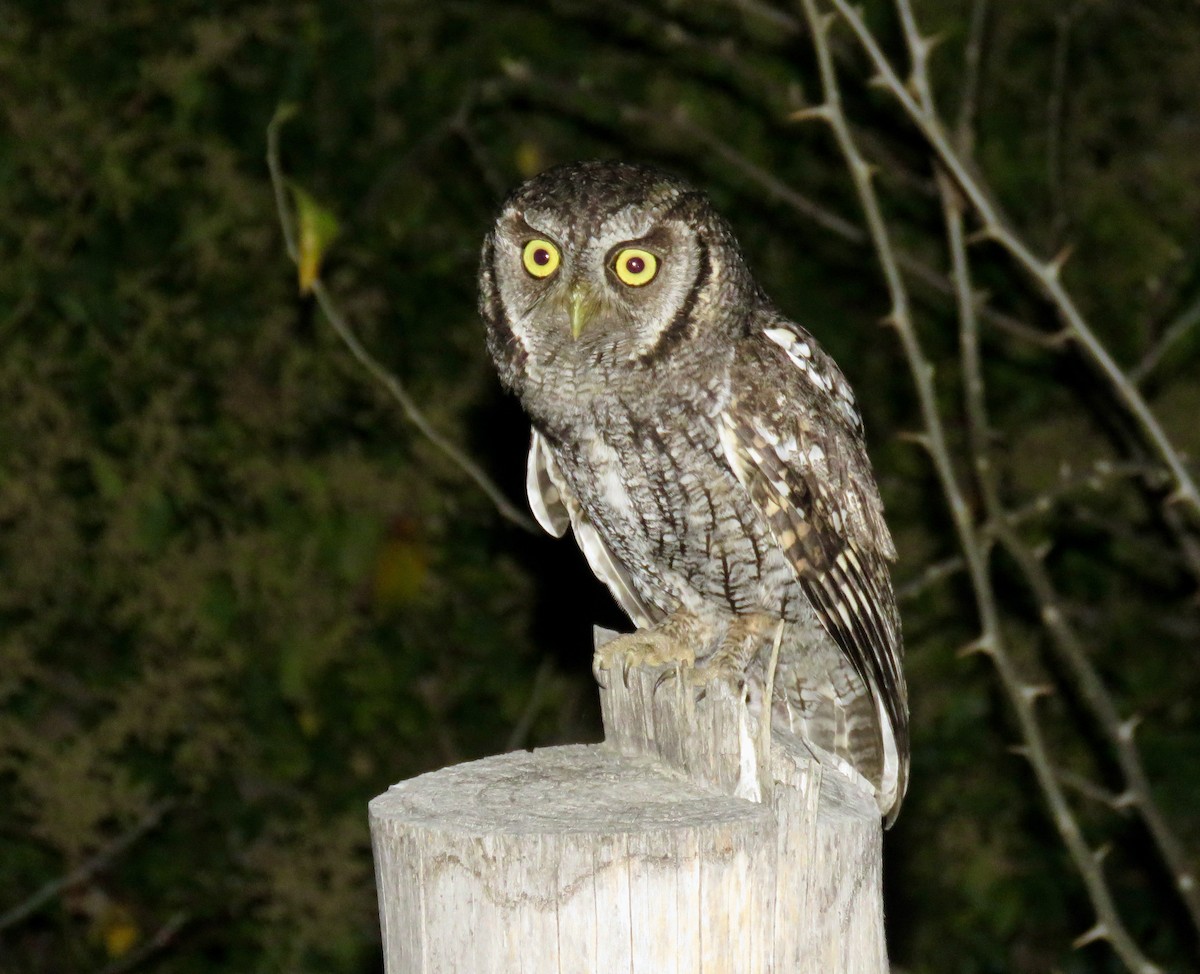 Montane Forest Screech-Owl - ML317288061