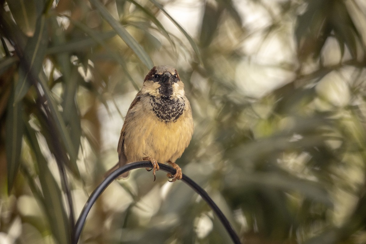 House Sparrow - ML317289171