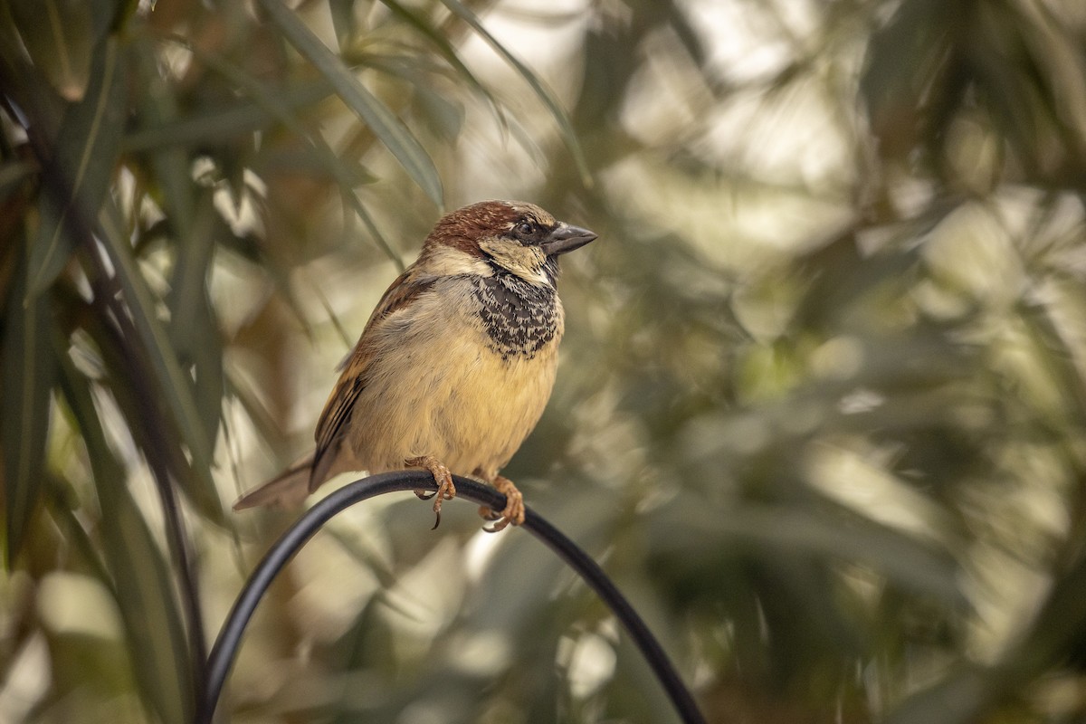 House Sparrow - ML317289191