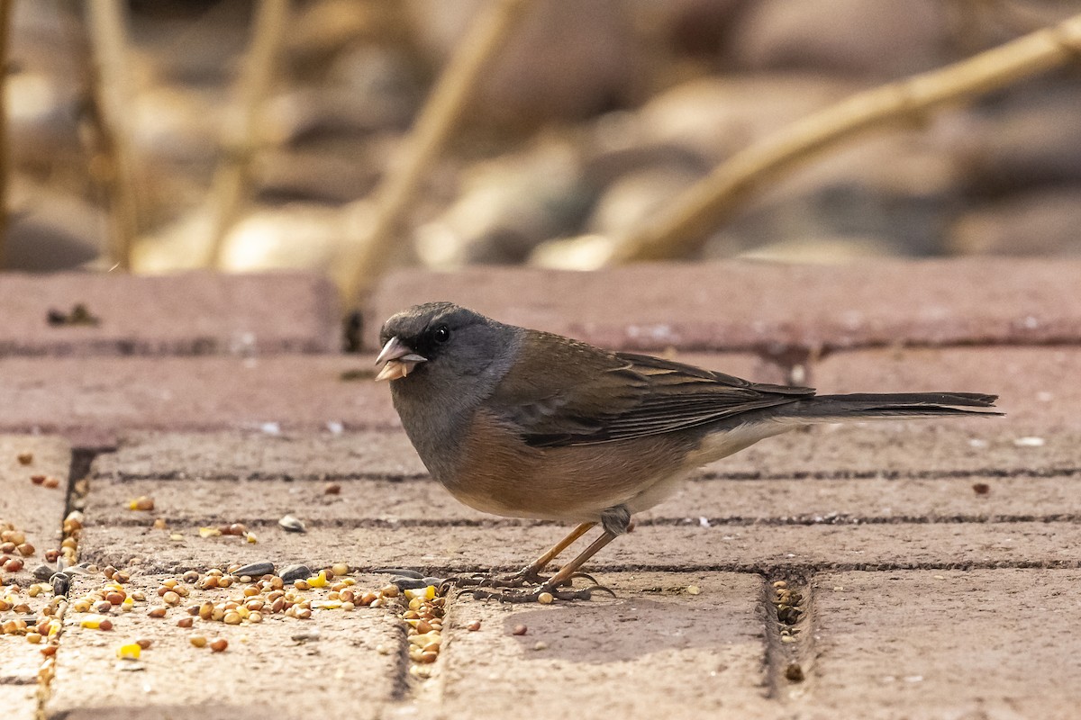 Dark-eyed Junco - ML317289201
