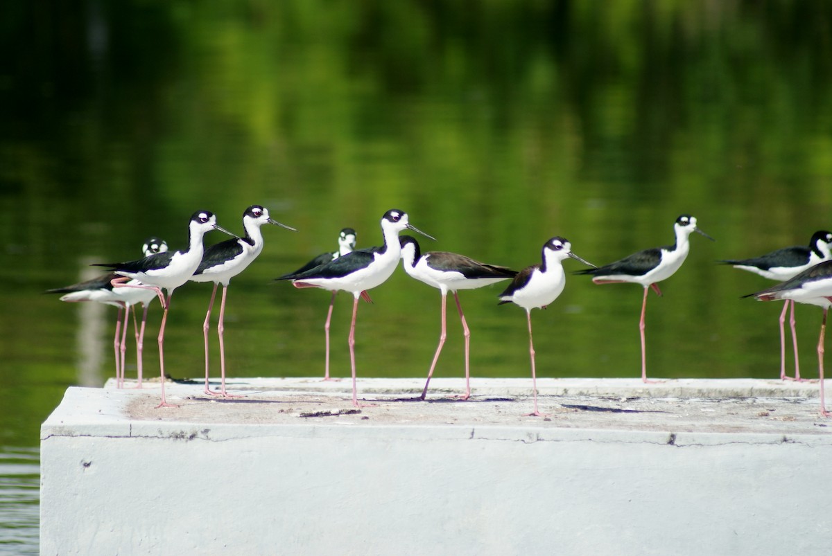 Black-necked Stilt - ML317290811