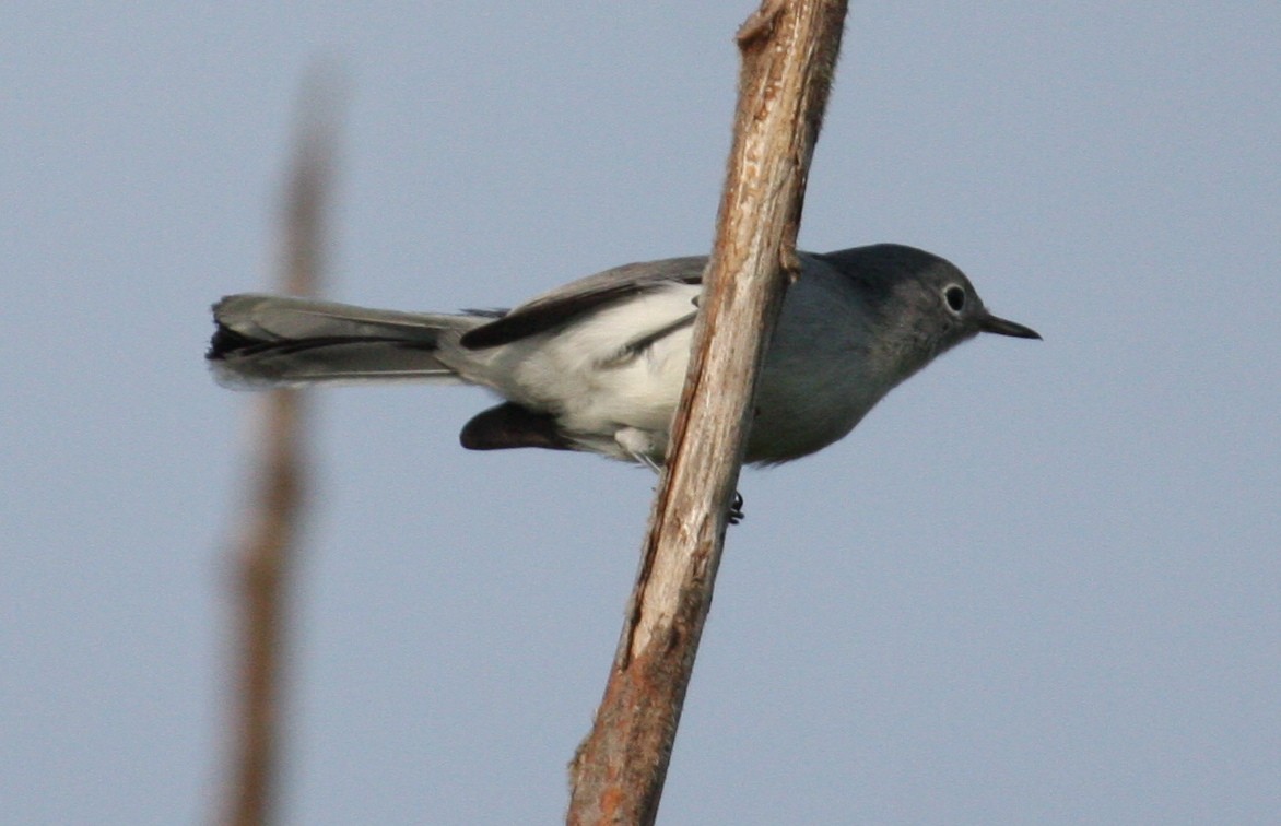 Blue-gray Gnatcatcher - Marshall Iliff