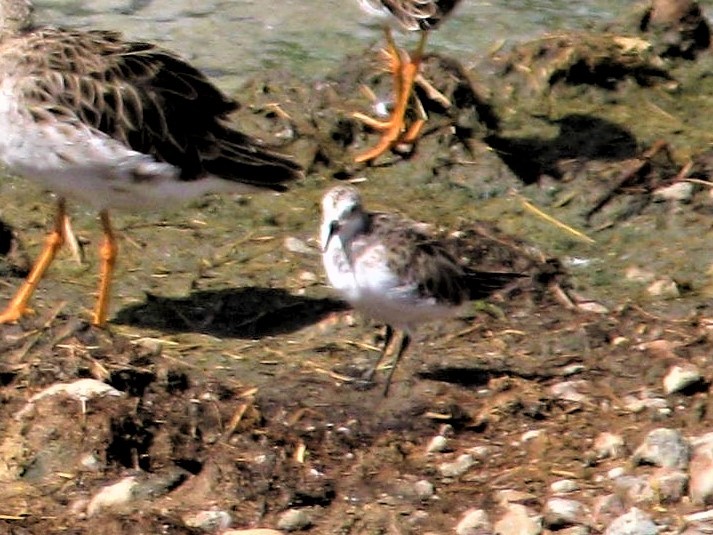 Little Stint - Dennis S Main