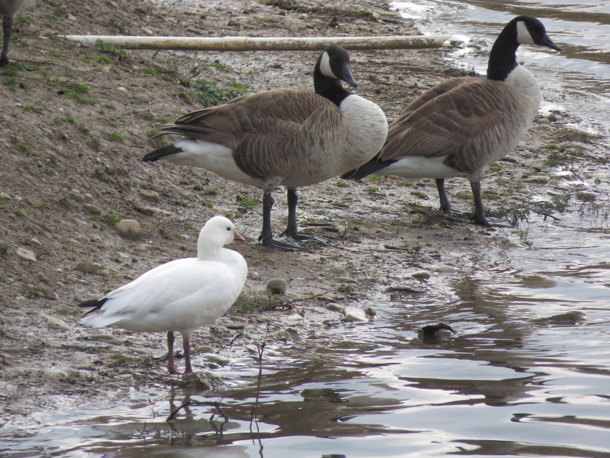 Snow x Ross's Goose (hybrid) - ML317293021