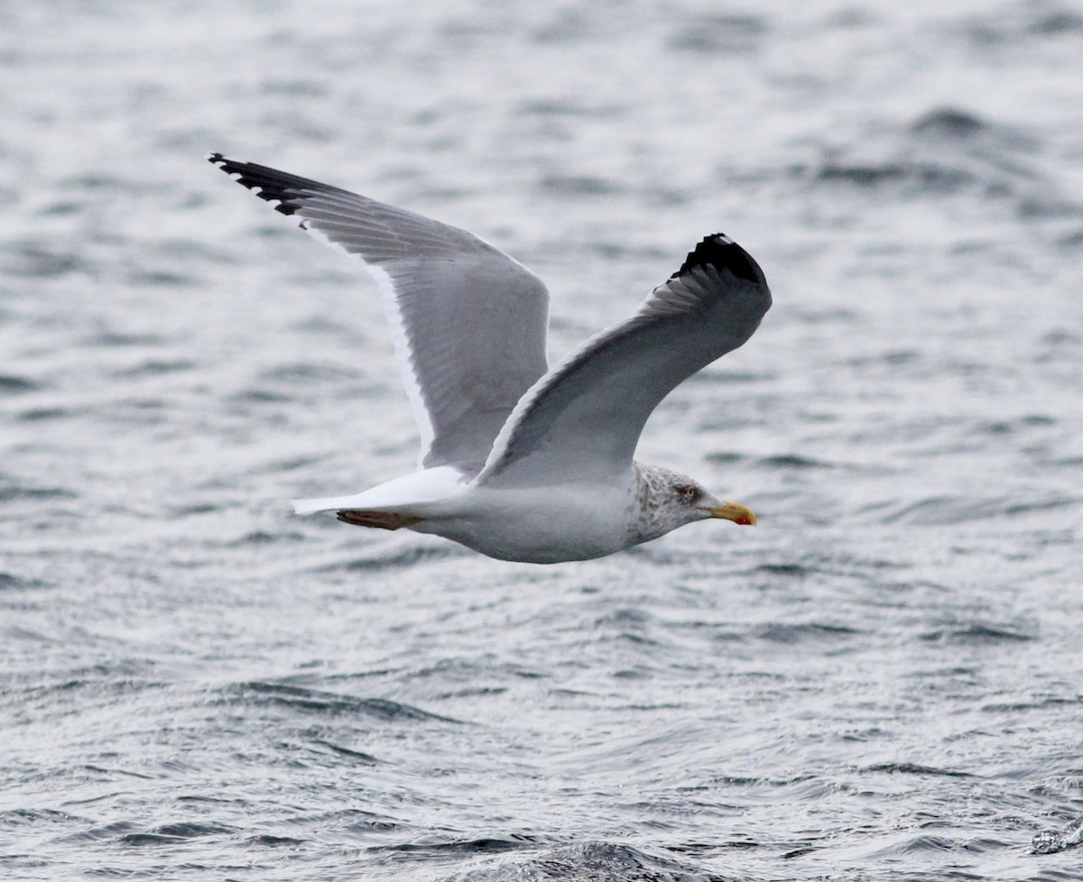 Herring x Lesser Black-backed Gull (hybrid) - ML317293141