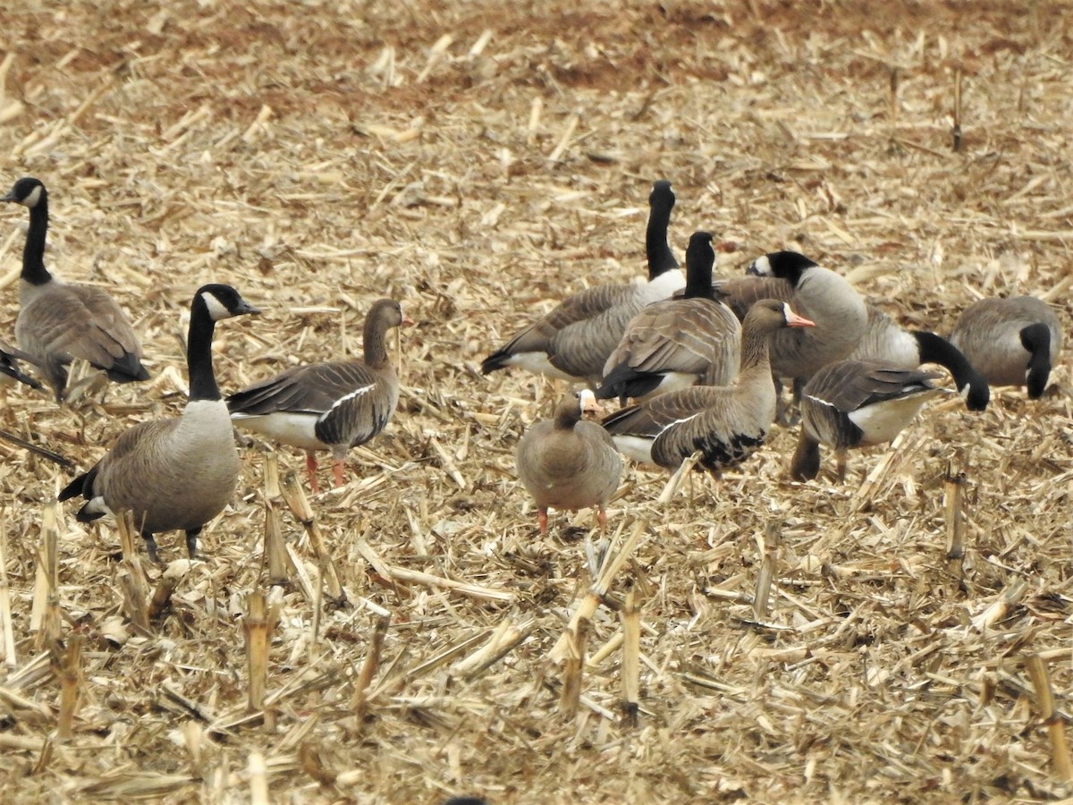 Greater White-fronted Goose - ellen horak