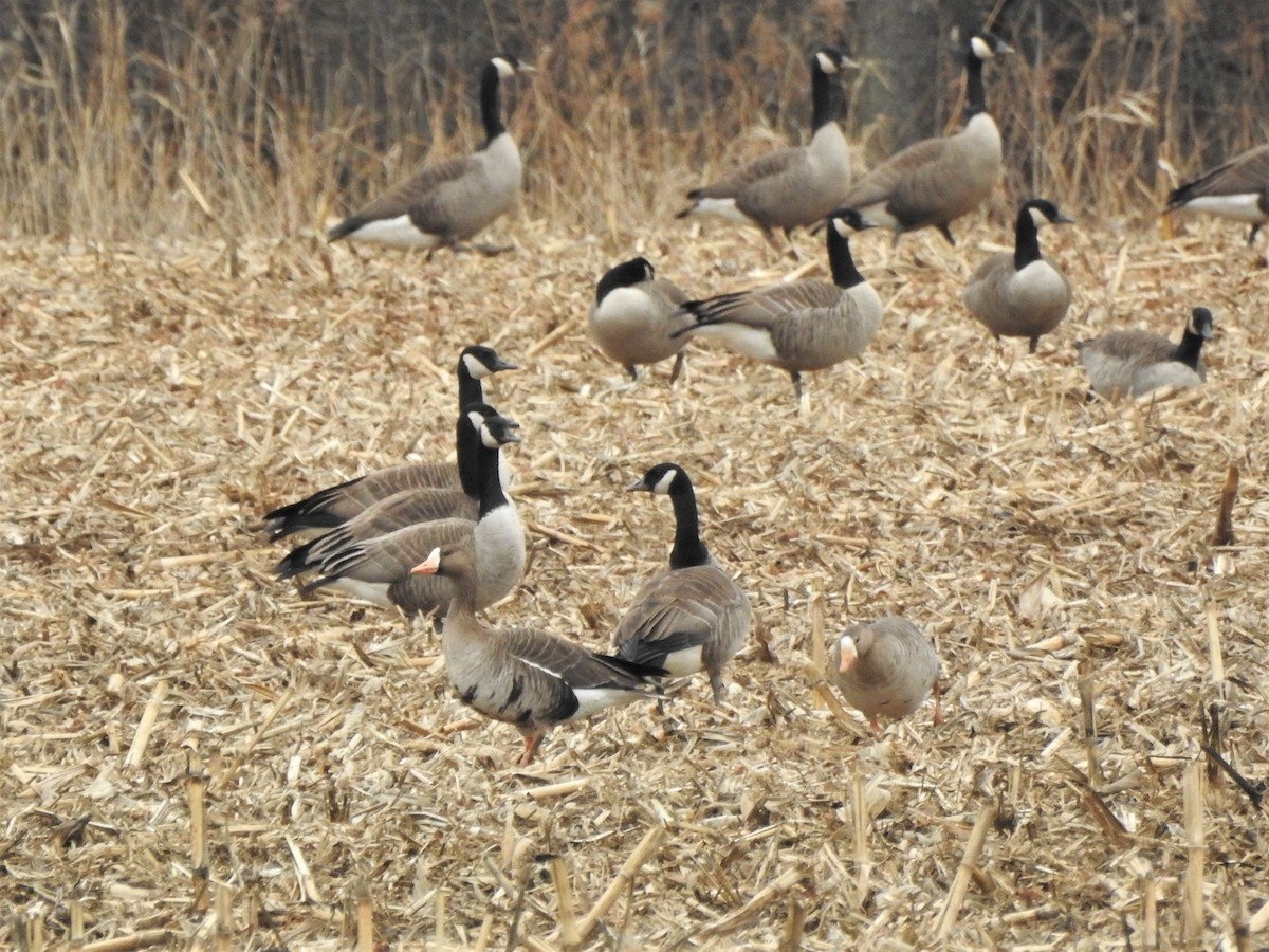 Greater White-fronted Goose - ML317293501