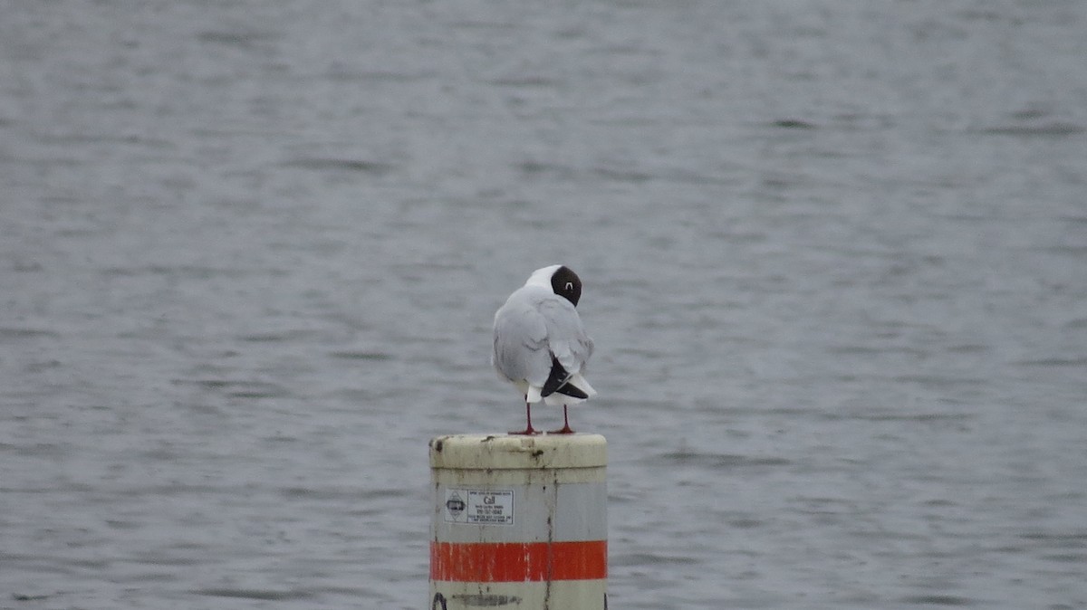 Black-headed Gull - ML317296061