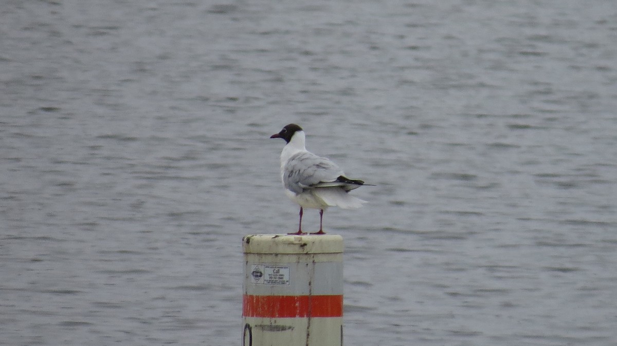 Black-headed Gull - ML317296071