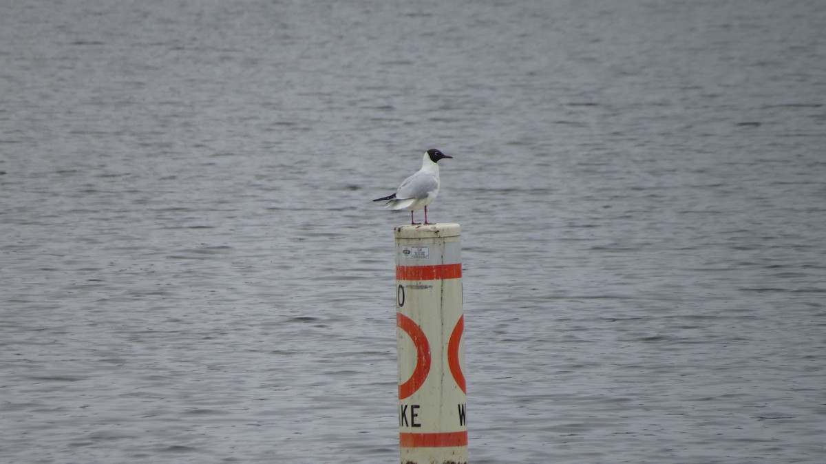 Black-headed Gull - ML317296081