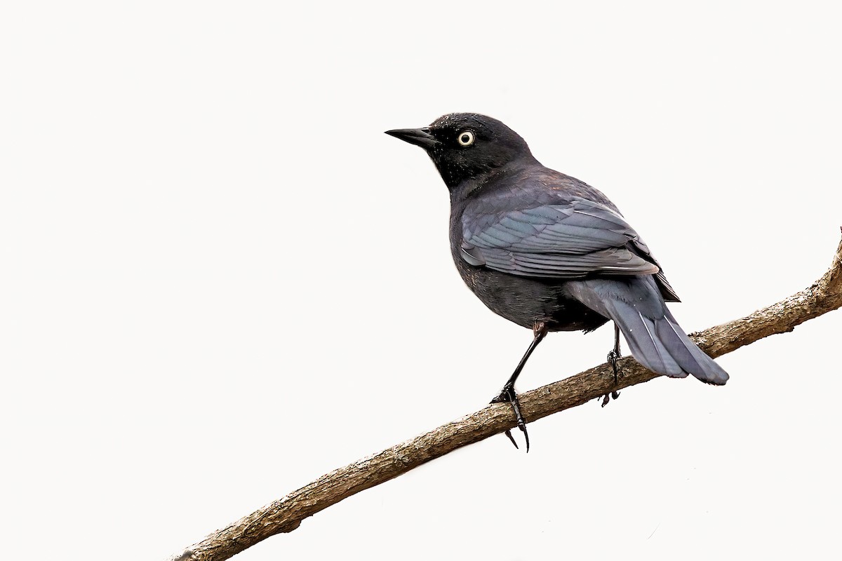 Rusty Blackbird - Brad Imhoff