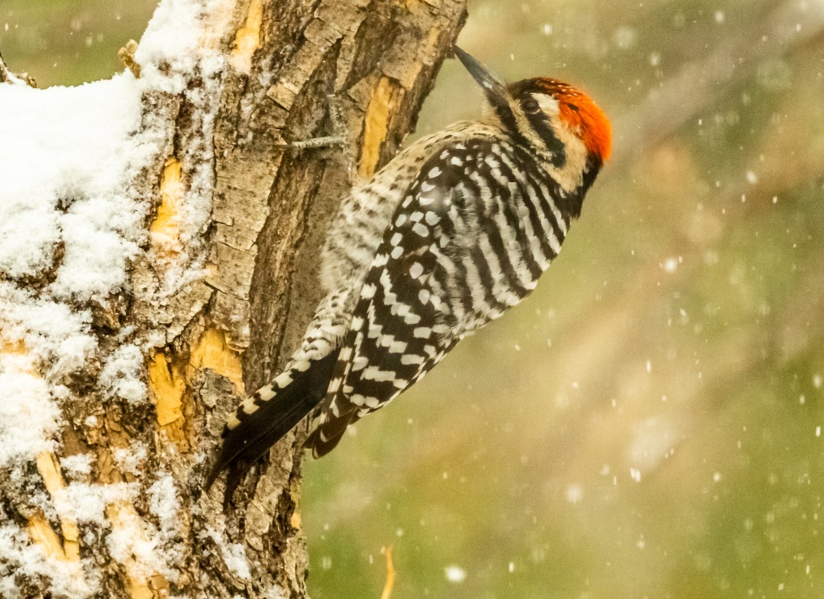 Ladder-backed Woodpecker - ML317296321