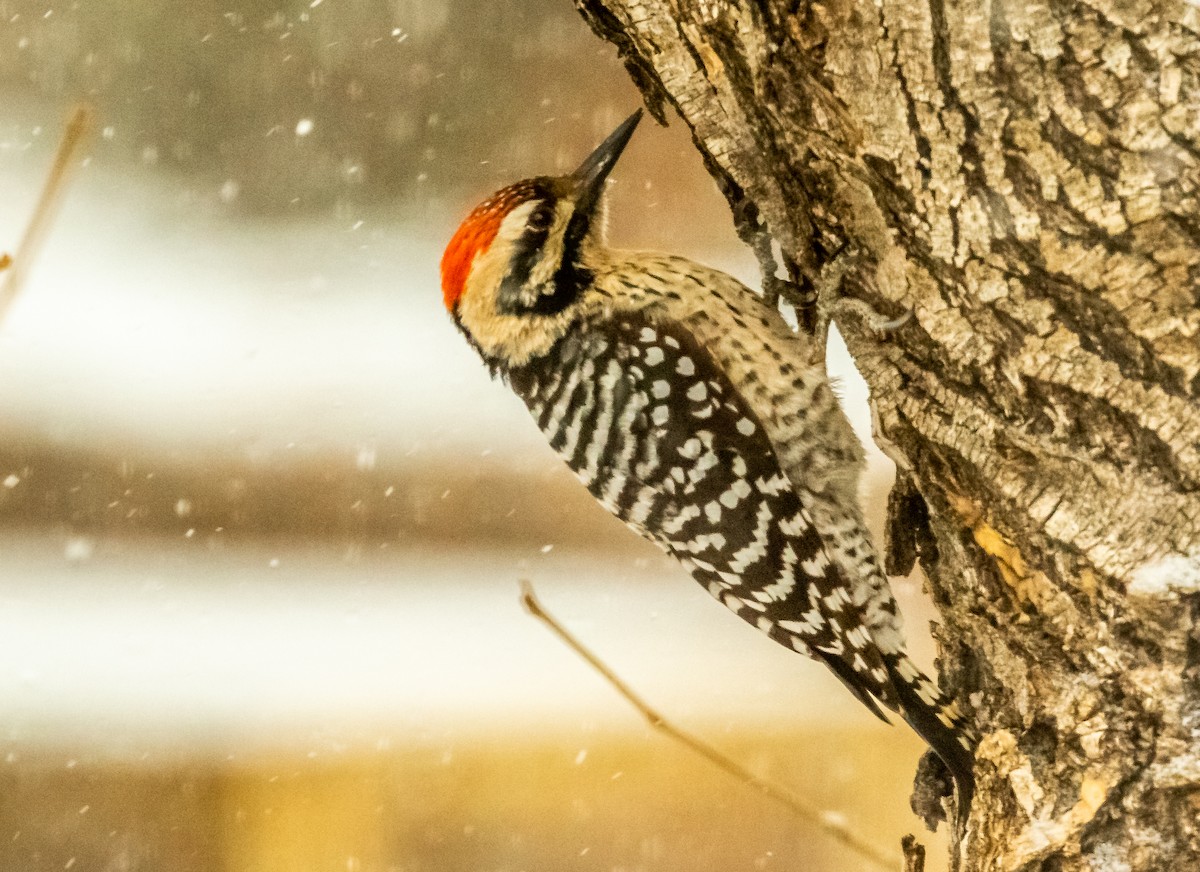 Ladder-backed Woodpecker - ML317296361
