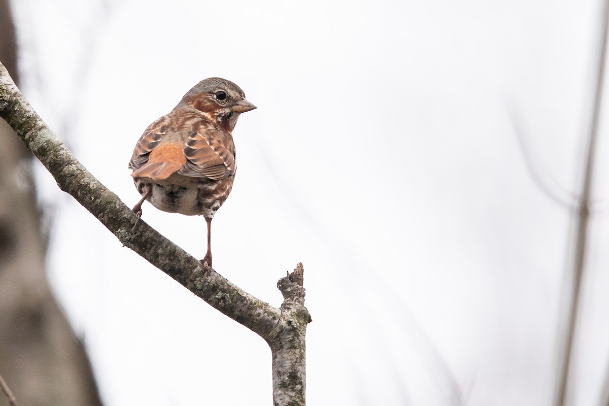 Fox Sparrow (Red) - ML317296381