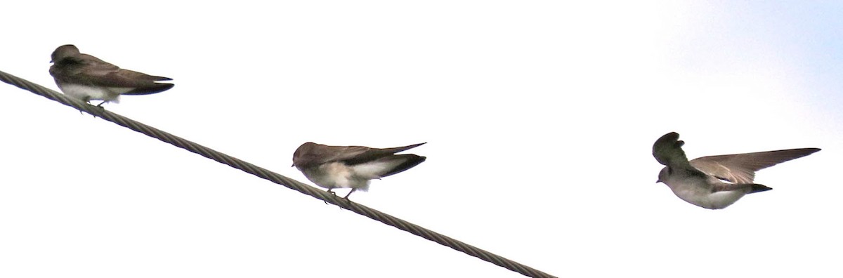 Northern Rough-winged Swallow - Iliana Stokes