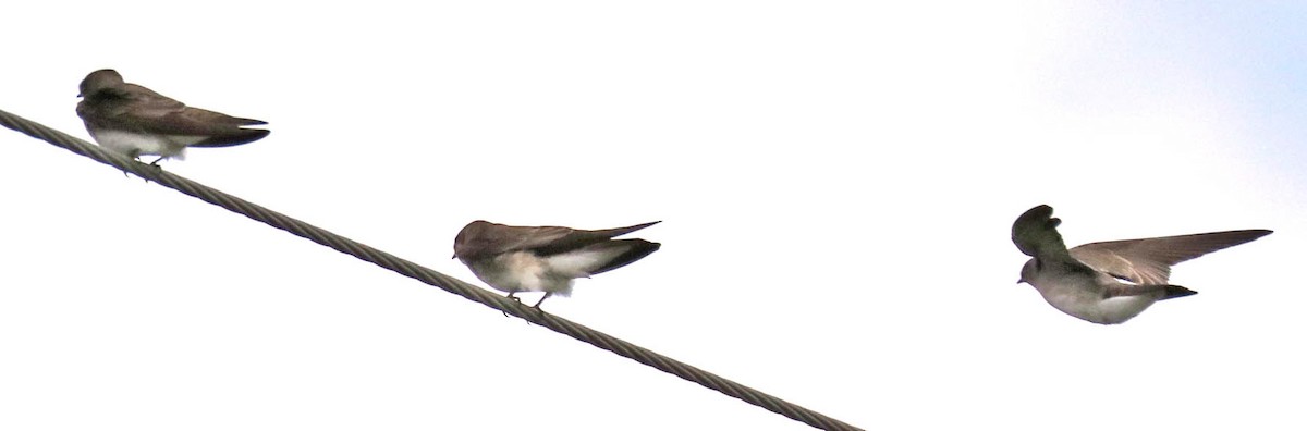 Golondrina Aserrada - ML317296461