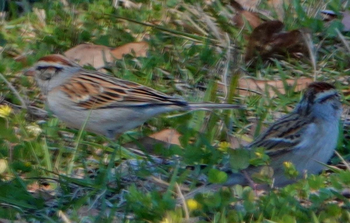 Chipping Sparrow - ML317297481