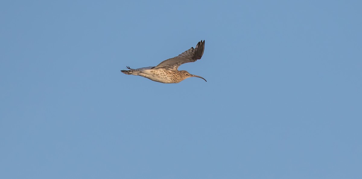 Eurasian Curlew - Francisco Pires