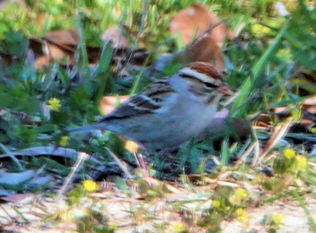 Chipping Sparrow - ML317297511