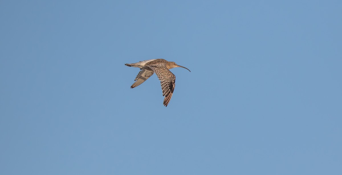 Eurasian Curlew - Francisco Pires