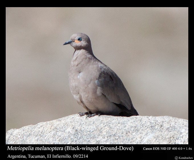 Black-winged Ground Dove - ML317298731