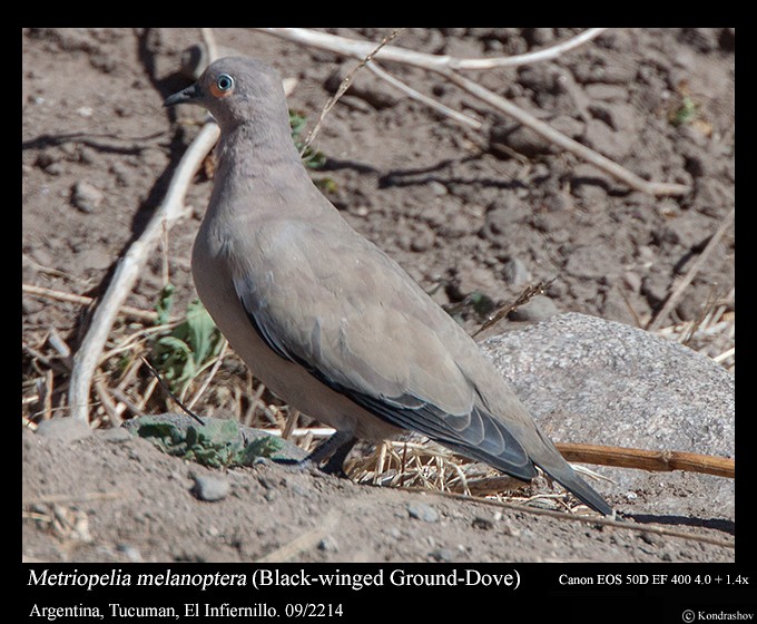 Black-winged Ground Dove - ML317298741