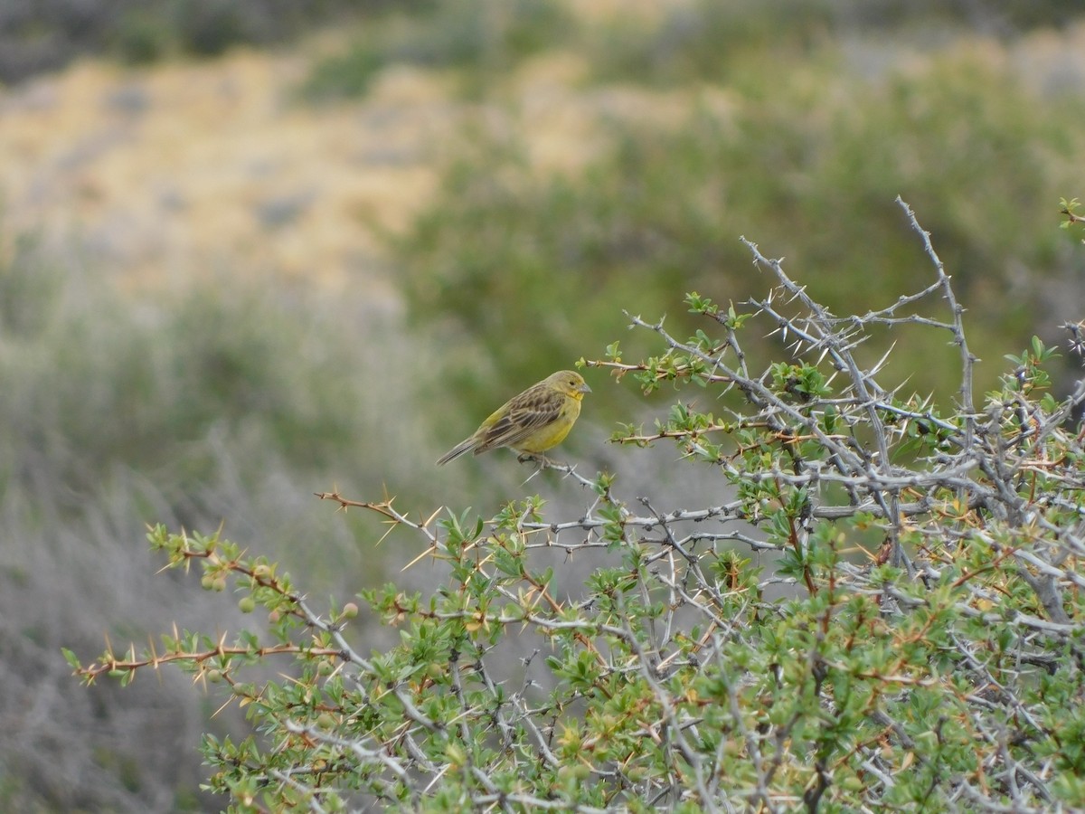 Grassland Yellow-Finch - ML317299241