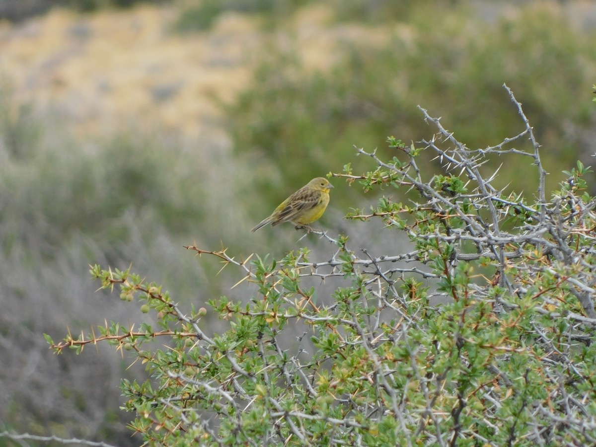 Grassland Yellow-Finch - ML317299361