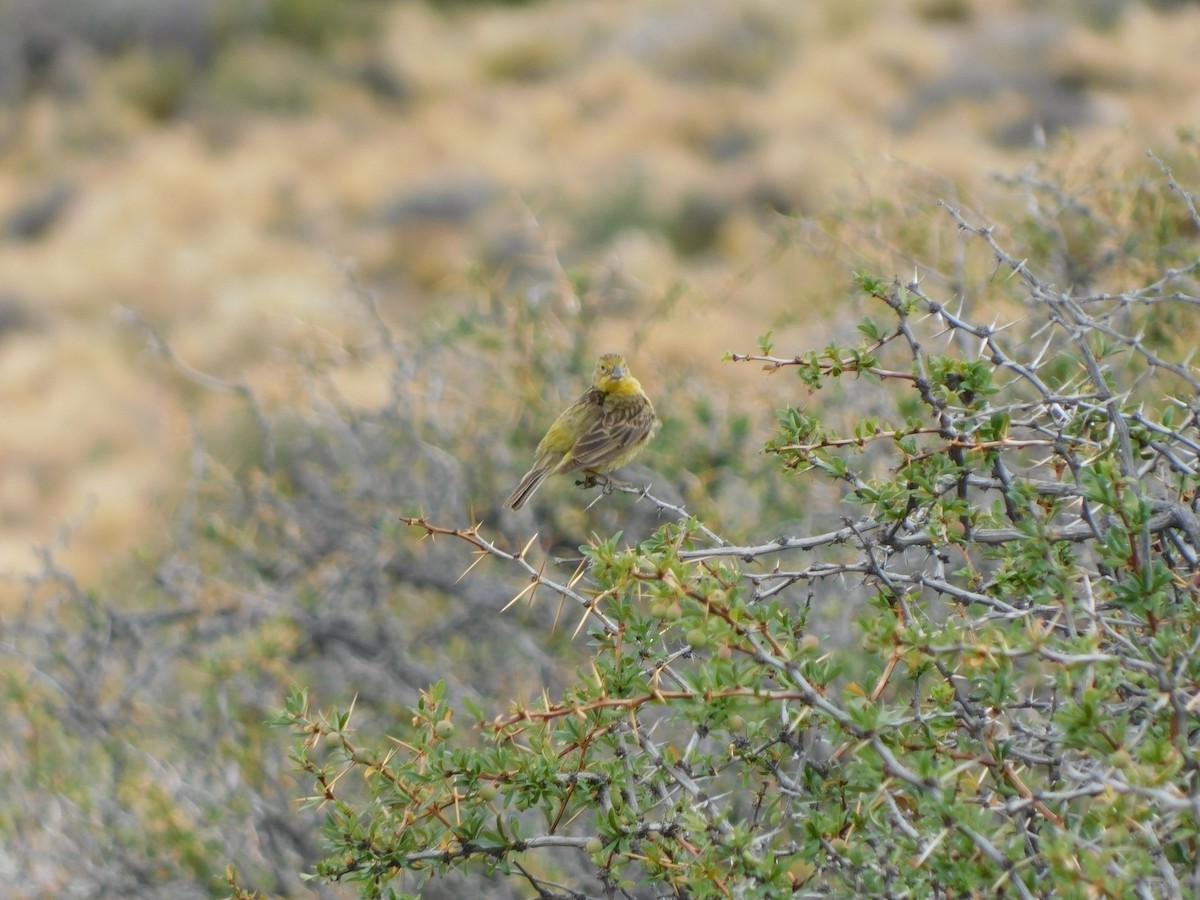 Grassland Yellow-Finch - ML317299391