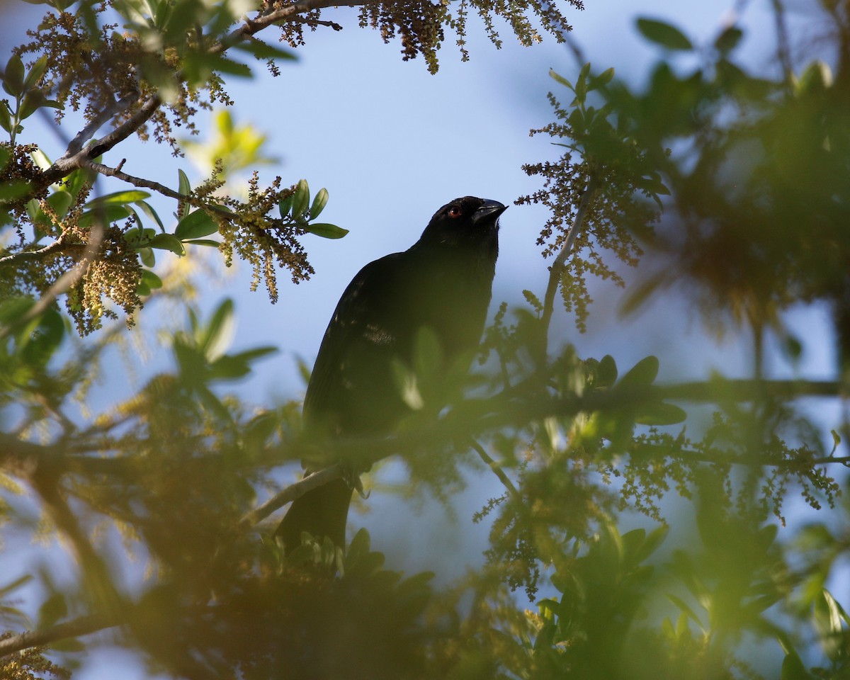 Bronzed Cowbird - Anne Ruben