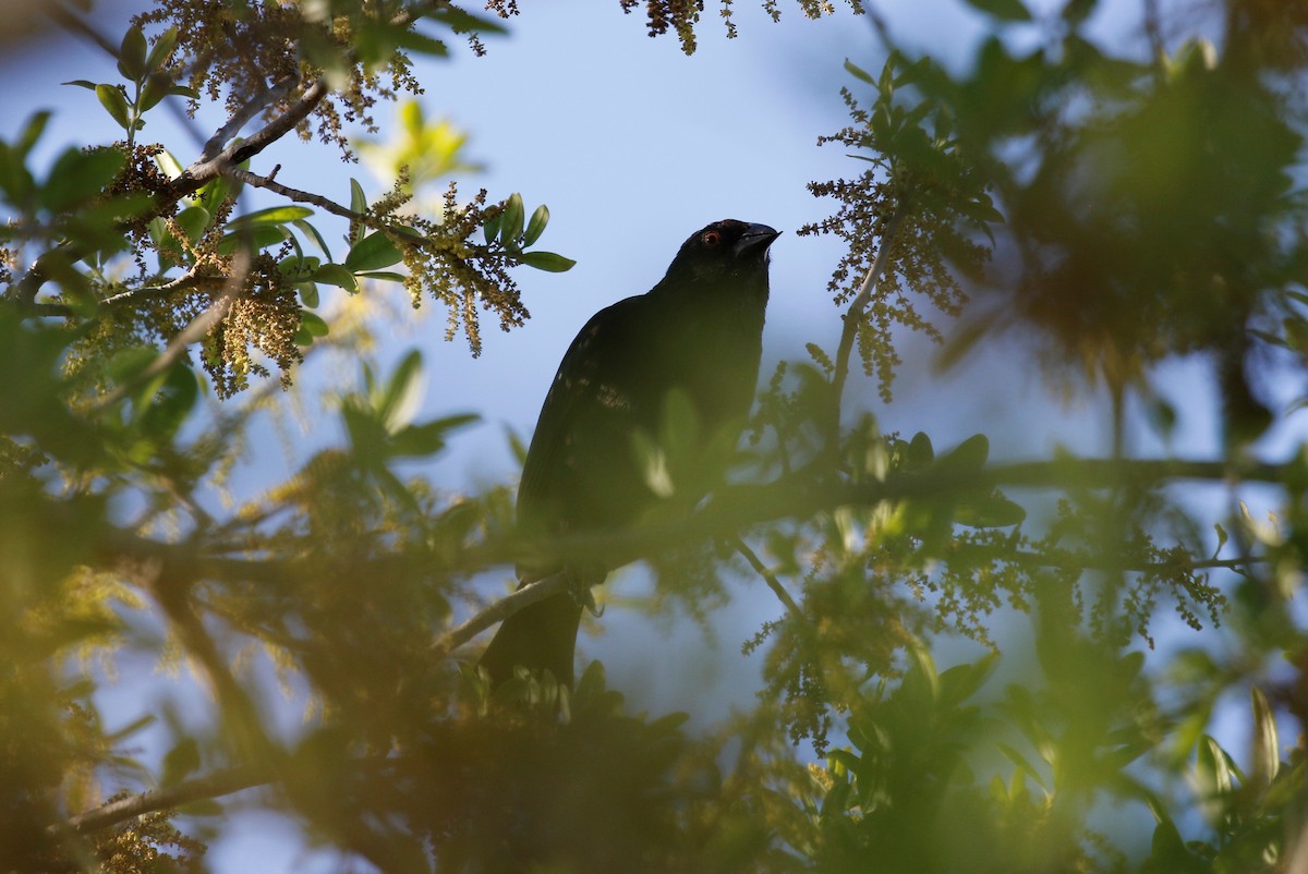 Bronzed Cowbird - ML317299621