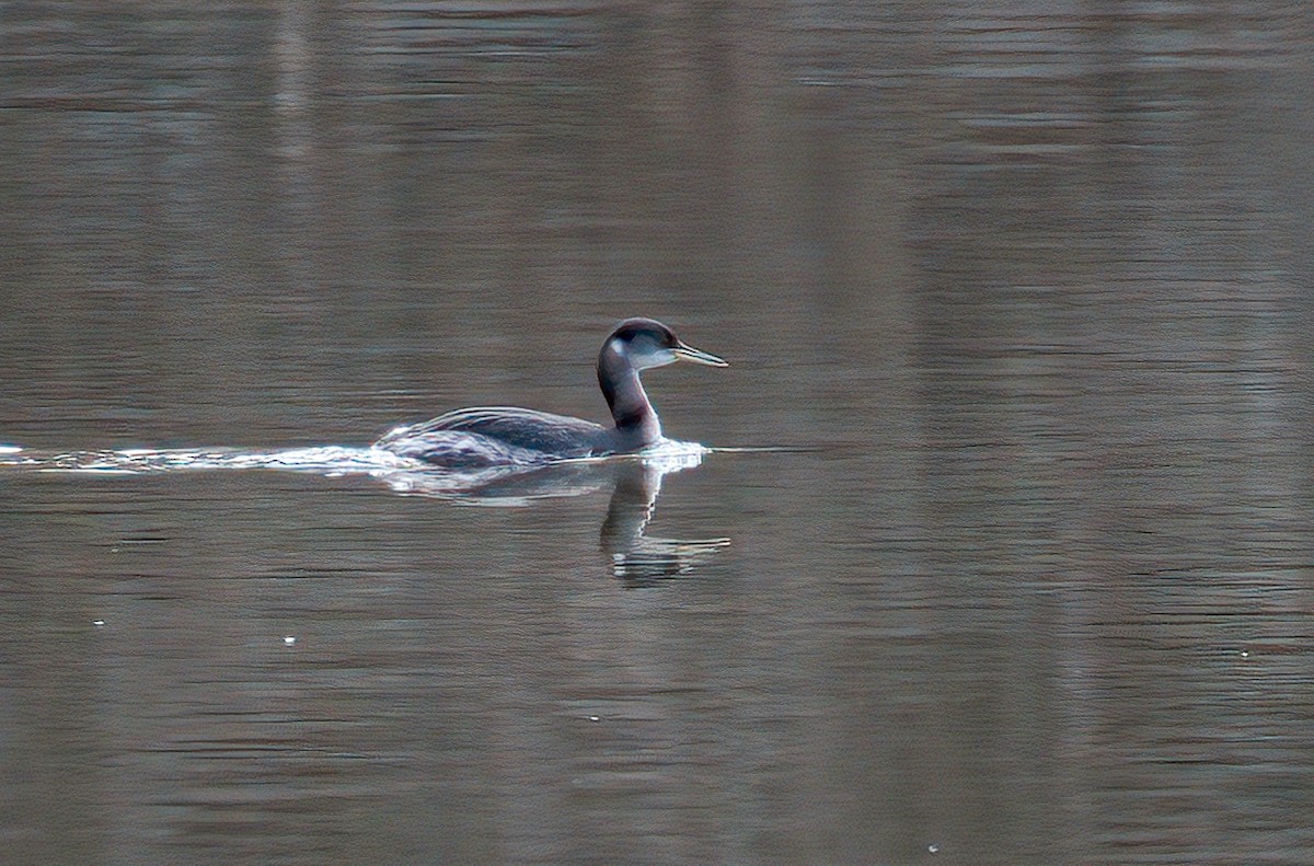 Red-necked Grebe - Matt Mason