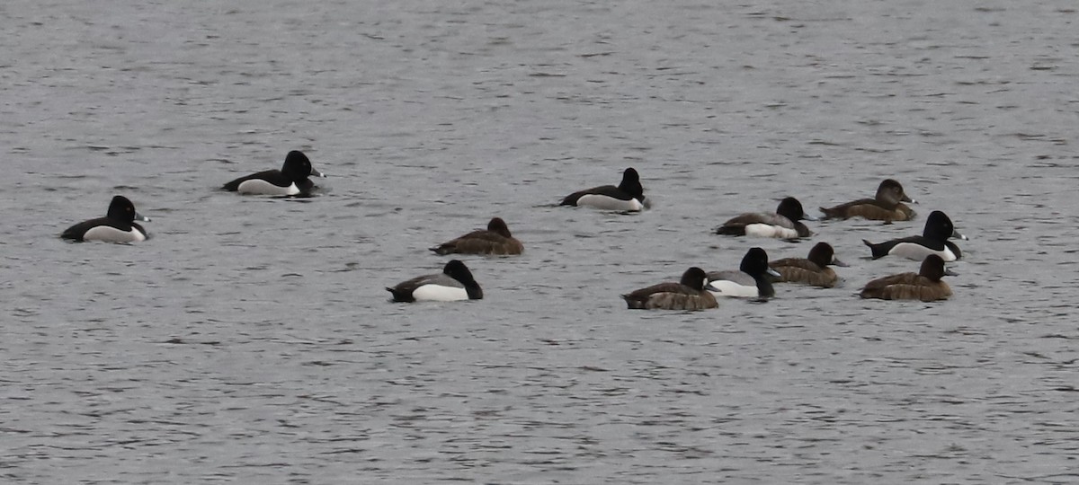 Lesser Scaup - Debra Rittelmann