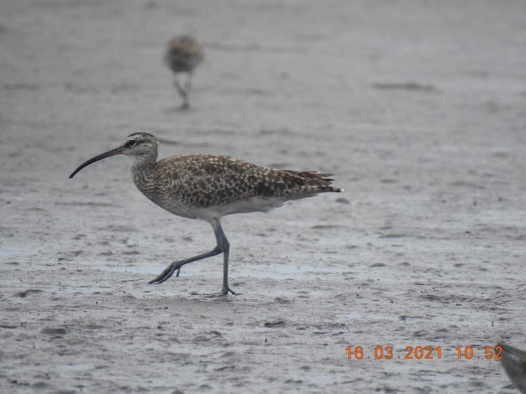 Whimbrel - Alfredo Valle