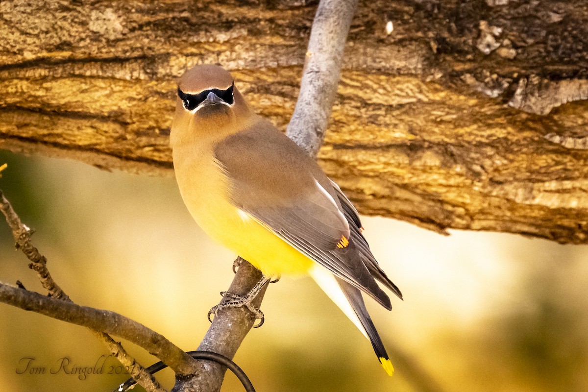 Cedar Waxwing - ML317302931