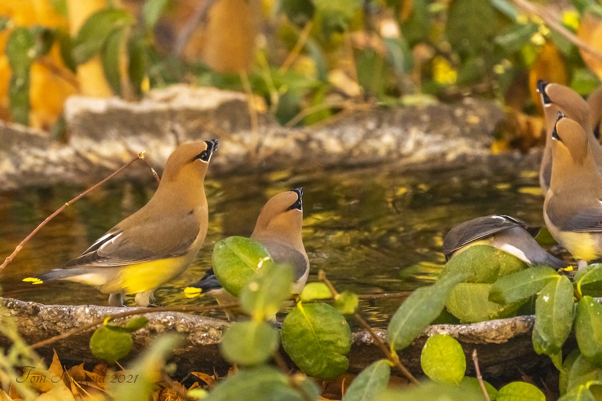 Cedar Waxwing - ML317303041