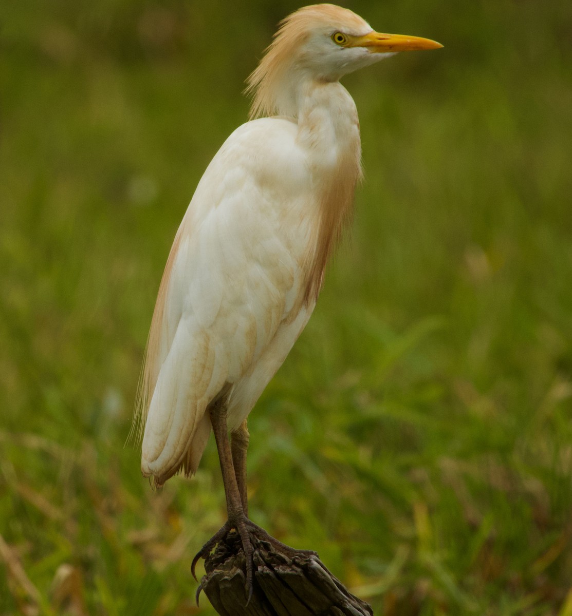 Western Cattle Egret - ML317304381