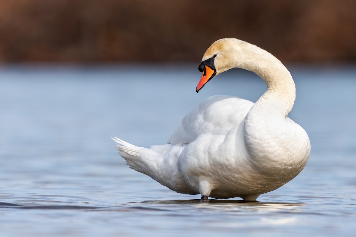 Cygne tuberculé - ML317306341