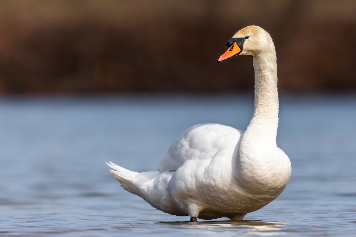 Cygne tuberculé - ML317306371